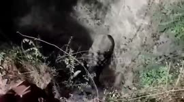 Wild tusker falls into massive agricultural dry well, rescued by forest officials after seven-hour-long operation in southern India