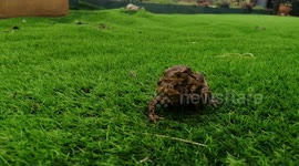 Spring Has Arrived in North Wales as Frogs Come Out of Hibermation