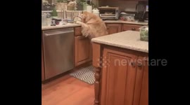Dog trying to get leftovers