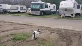 Cat speed walking on a leash