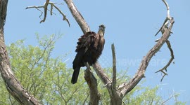 A bird with eyelashes! Young Ground Hornbill preening and looking around