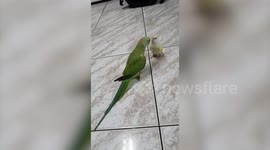Pet budgie hitches a ride on parrot's tail