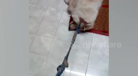 Pet dog plays dead to avoid shower