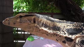 Close-Up Of Large Pet Monitor Lizard