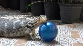 Monitor Lizard Plays With Blue Football