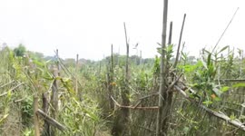 orchid farmers      part twoo