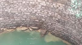 Leopard rescued from 40-foot deep well in huge operation in India