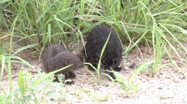 A rare sight – a wet Dwarf Mongoose pair grooming, marking and mating
