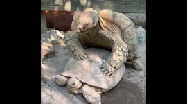 Sulcata Giant Tortoise mate in front of an unsuspected GUEST