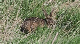 A March hare in Kent