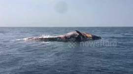 Huge Bryde's whale found dead off the coast of Thailand