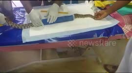 Injured python given plaster cast in southern Indian hospital