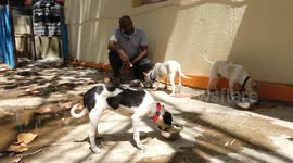 Stray puppies trained by Indian police to help with patrols