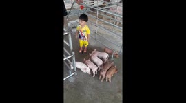 The boy tried to catch the little pig.
