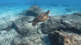 Sea Turtle Freaks Out!