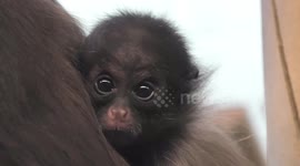 First Mother's Day for brown spider monkey Elli and her baby daughter Amaya