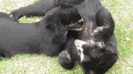 Adorable zoo mothers in UK are the cutest!