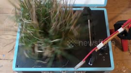 Turntable Playing a Clump of Grass and Weeds: A Natural Plant Rhythm