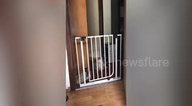 This is the hilarious moment a fat cat took out a stairgate