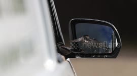 Long Tailed Tits in Van Mirror