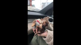 Puppy can't stay awake and nods off in owner's palm