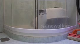 Cat opens doors with its head to go out of shower cabin