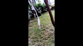 Cat is playing on grass