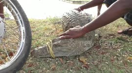 Villagers capture crocodile that entered this village in southern India