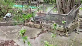 Fox found in self-isolation from Coronavirus