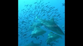 Lots of Sharks