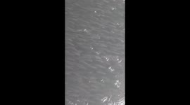 Fish bank venice canal