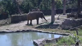 Elephants at Thai zoo treated to fruit buffet during coronavirus tourism slow down
