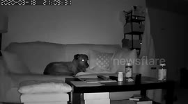 Genius dog senses Utah earthquake moments before it happens