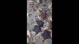 'It's the little things that matter': Kiwi gives life lesson while tossing starfish back into sea