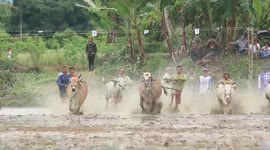Men dragged through muddy paddy fields during cow racing in Indonesia
