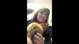 Kittens love their human mama