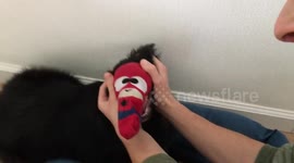 Spider-Man sock dog