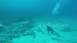 Encounter with oceanic blacktip shark