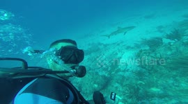 Diver encounter oceanic blacktipshark