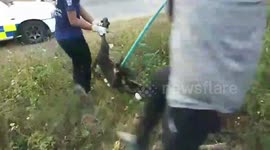 Thai rescue workers smash concrete pipe to free trapped dog
