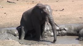 African elephant enjoys mud bath on blistering day in South Africa