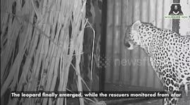 Forest officials & wildlife sos rescue leopard from surgarcane feild in Central india.