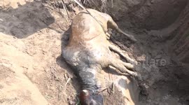 Bull trapped in muddy pit rescued by locals in northern India