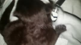 Kitten getting cosy in hoody