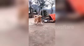 Golden retriever likes to bring trash back home