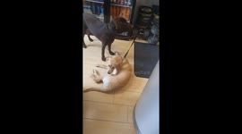 Dogs at the gym