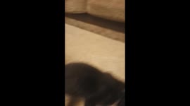 Puppy playing.