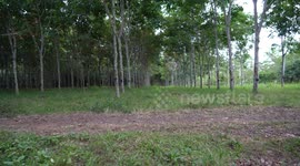 Rubber plantations form part of the ‘green industry’ in Eastern Java, Indonesia