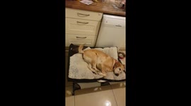 Dog plays part in brass band with her tail