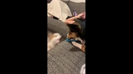 Give me the toy.